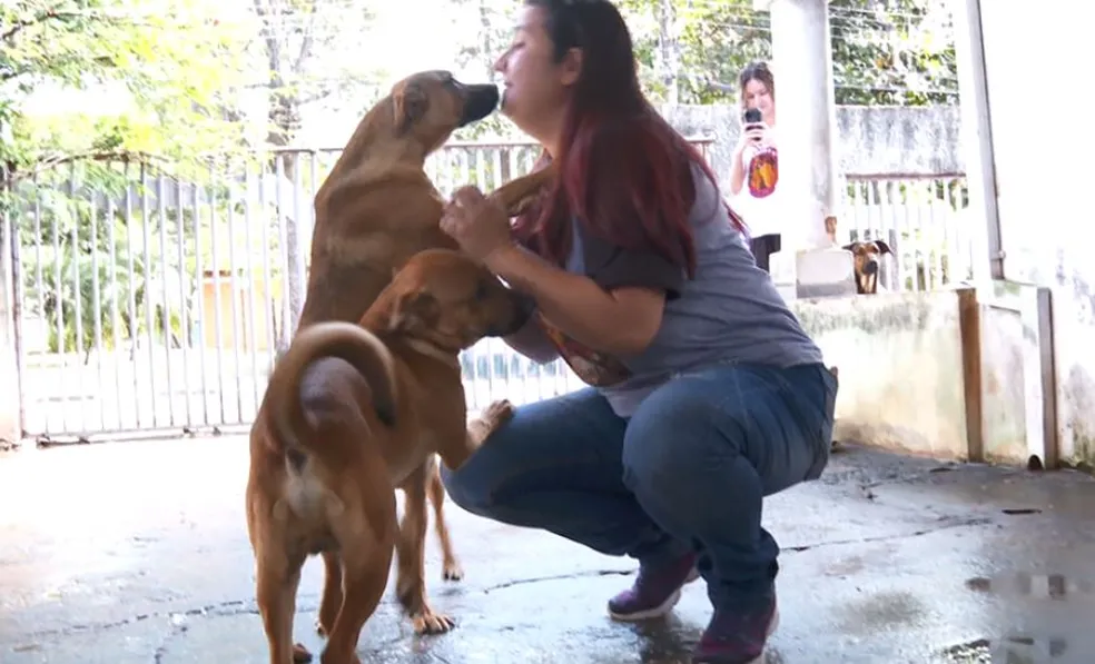 Dia do vira-lata: empresa do RS adota cães de rua e transfere para ONGs  dinheiro que era usado em fogos de artíficio, Rio Grande do Sul