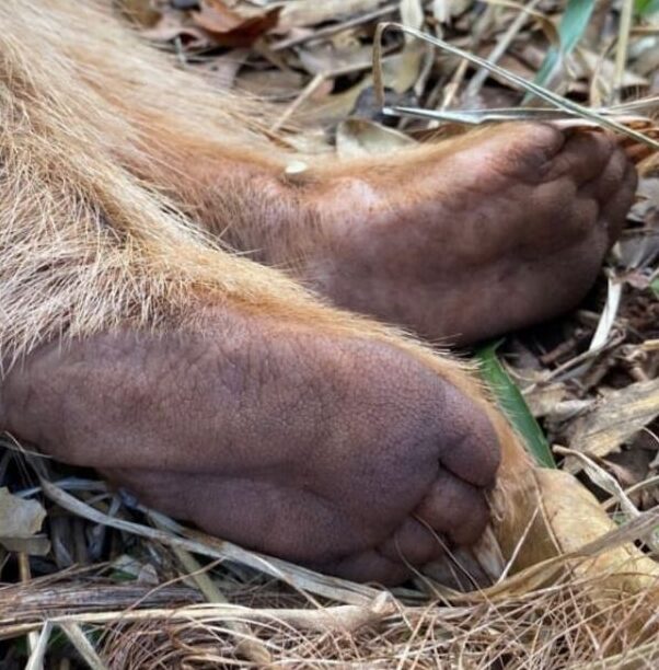 Macaco albino é visto em Jundiaí