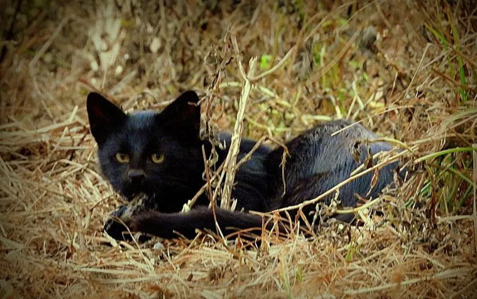 Gato palheiro melânico conheça animal raro que foi visto no Parque Nacional das Emas em Goiás