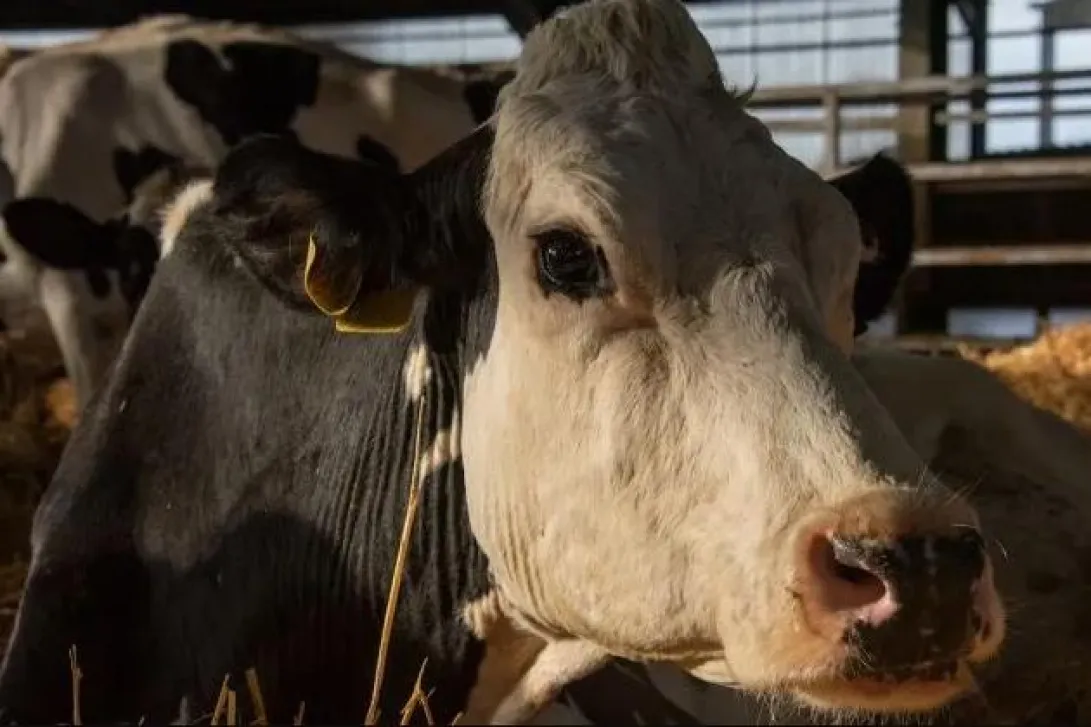 Corça filhote é resgatada com quadro de desnutrição em Jacarezinho, Norte  e Noroeste