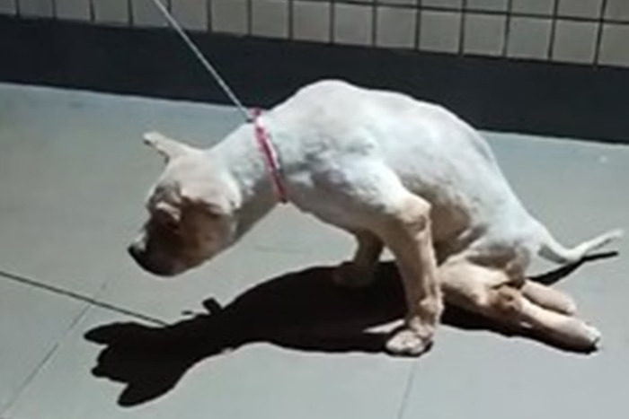 Chow-chow que perdeu os movimentos das pernas traseiras após ser vítima ...
