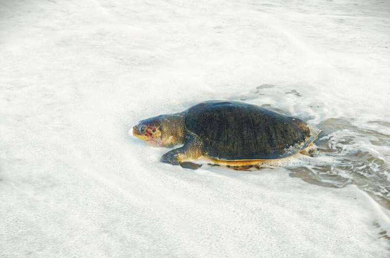 Tartarugas marinhas estão fazendo seus ninhos mais cedo, mas produzindo menos ovos, revela estudo de 17 anos